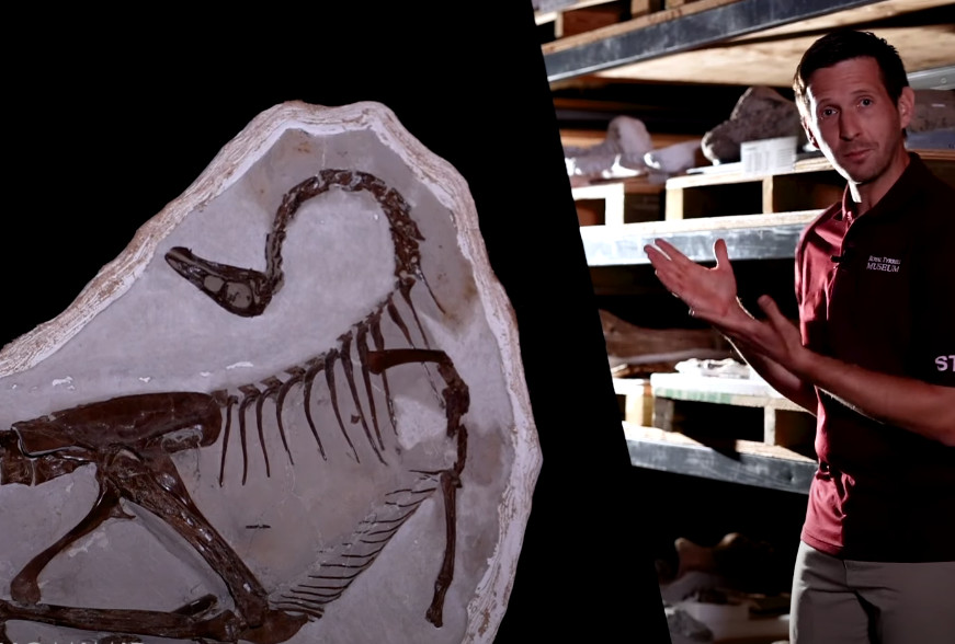 Που βρίσκεται η παγκόσμια πρωτεύουσα των δεινοσαύρων;