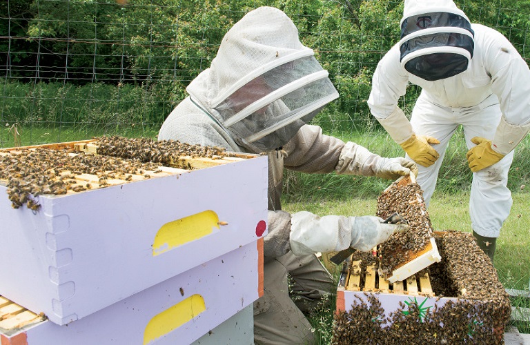 Η Βουλή θα χορηγήσει 1.200 κυψέλες σε πληγέντες μελισσοκόμους