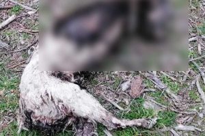 Καβάλα: Ακρωτηρίασαν και έκαψαν σκύλο