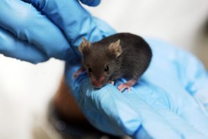 Ποντίκι με έξι πόδια δημιουργήθηκε στο εργαστήριο – Τι αποκαλύπτει για την ανθρώπινη ανατομία