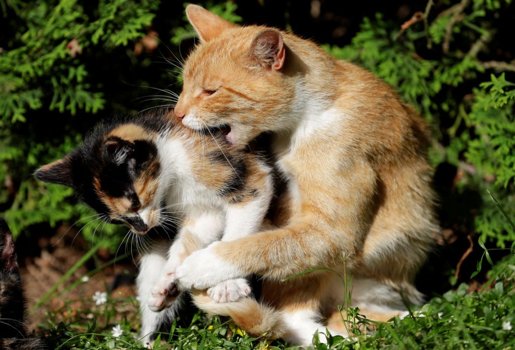 Απίθανο βίντεο: Ένας γάτος πηγαίνει στην καινούρια γάτα το αγαπημένο του παιχνίδι – Θέλει να παίξουν μαζί