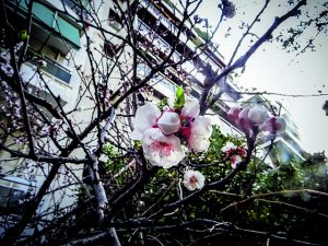 Καιρός – Ανοιξιάτικο κοκτέιλ: Ζέστη το πρωί, βροχές το απόγευμα – Τα «25άρια» και η ανατροπή της Τετάρτης