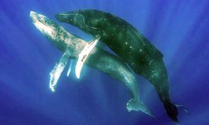 Γκέι, λεσβίες και διεμφυλικές φάλαινες – Τι μας διδάσκουν οι queer θάλασσες