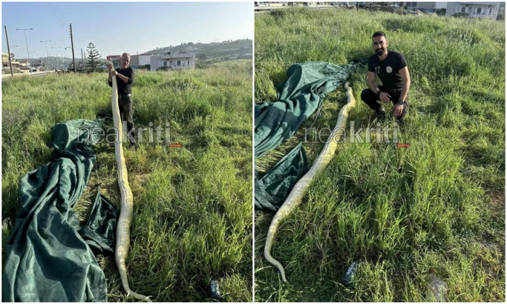 Κρήτη: Βρήκαν γιγάντιο πύθωνα σε χωράφι