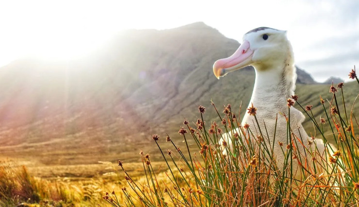Νήσος Μαριόν: Ποντίκια – ζόμπι τρώνε ζωντανά τα πουλιά και τα νεογνά τους (Σκληρές εικόνες)