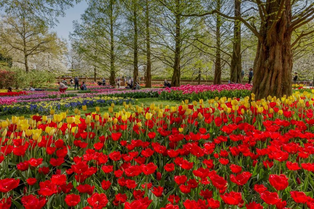 Ο μεγαλύτερος κήπος με τουλίπες στον κόσμο γίνεται 75 ετών 
