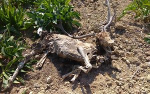 Ρόδος: Σοκαριστικές εικόνες με νεκρά ελάφια στο πάρκο Ροδινιού