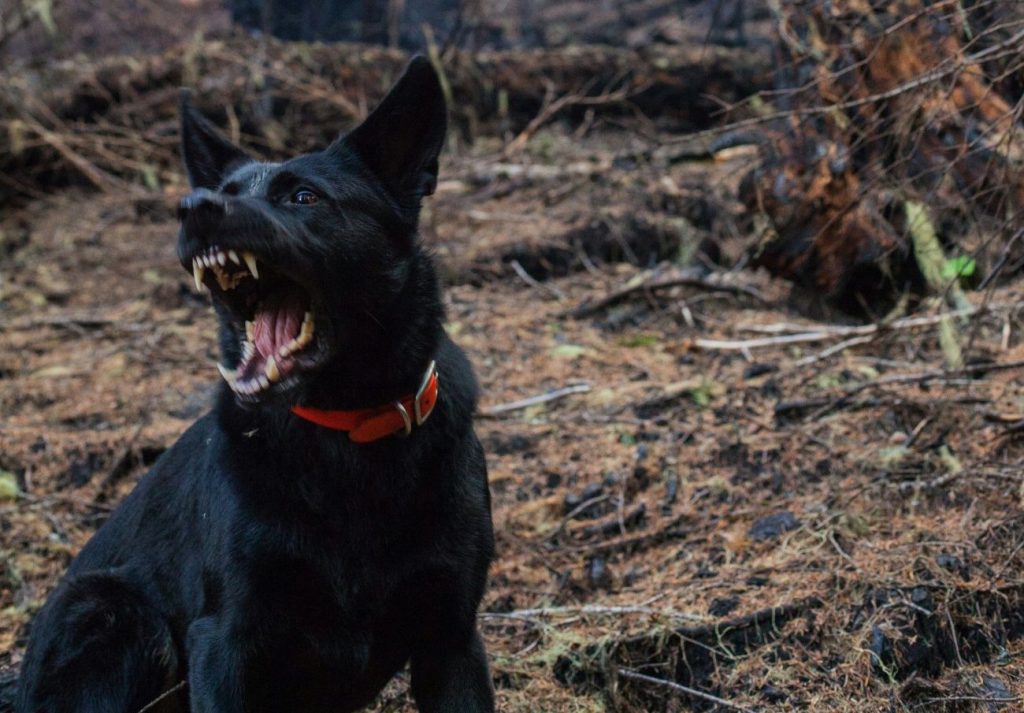 Ραφήνα: Γυναίκα δέχθηκε επίθεση από σκυλιά μέσα σε χώρο πάρκινγκ