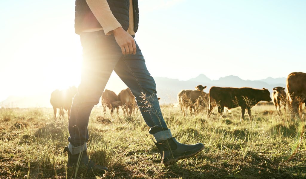 ΣΕΚ: Οι προτάσεις των κτηνοτρόφων για την αναθεώρηση της ΚΑΠ