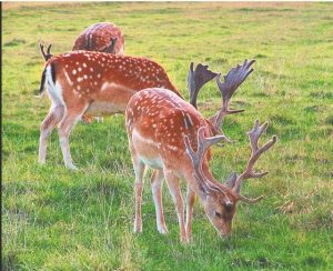 Πέντε πάρκα για την προστασία των ελαφιών της Ρόδου