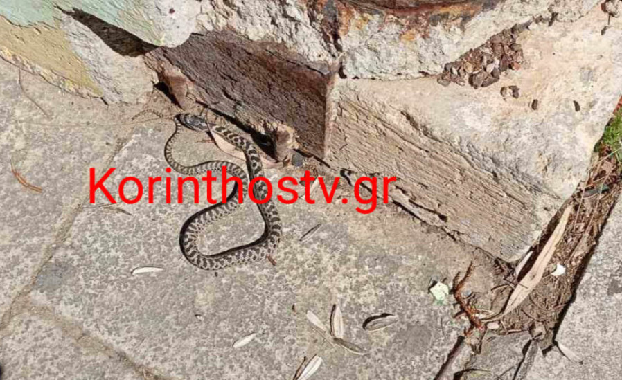 Κόρινθος: Φίδι έκοβε βόλτες έξω από το Δικαστικό Μέγαρο – Δείτε βίντεο