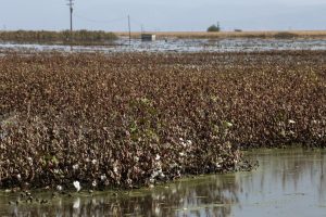 Αγρότες: «Κόκκινη γραμμή» να φύγει το βαμβάκι από τη Θεσσαλία – Η ανησυχία για την μελέτη των Ολλανδών