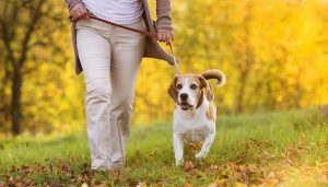Οι λόγοι που πρέπει να αφήσετε το κινητό σπίτι όταν πηγαίνετε βόλτα τον σκύλο σας
