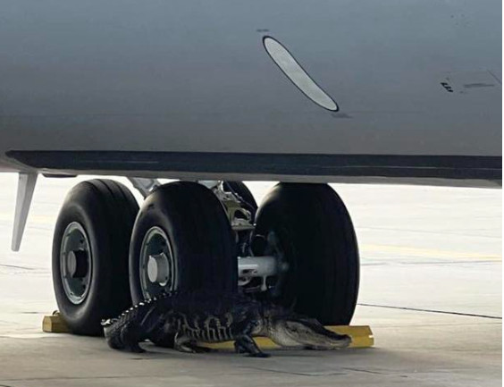 ΗΠΑ: Αλιγάτορας σταμάτησε τις πτήσεις σε αεροπορική βάση – Δείτε βίντεο