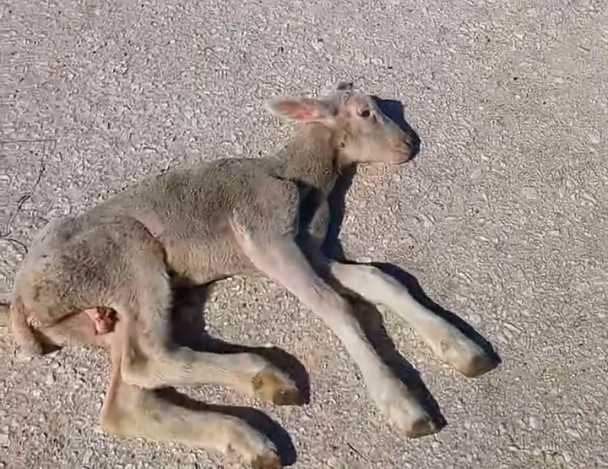 Καρδίτσα: Πέταξαν αρνάκι λίγων ημερών στον δρόμο επειδή ήταν άρρωστο