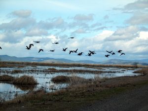 Δηλητηριάζουν μαζικά τα ζώα στον Εβρο