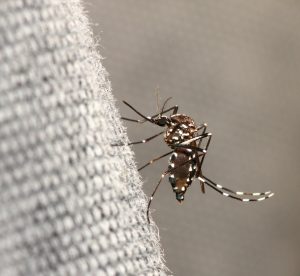 Μετά από 50 χρόνια επανεμφανίστηκε στην Ιταλία το κουνούπι της ελονοσίας «Anopheles»