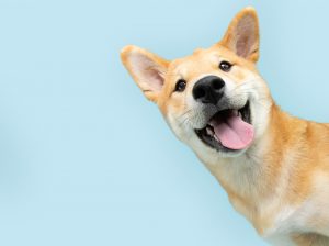 Είναι μάταιη η εκπαίδευση όταν ο σκύλος έχει μεγαλώσει – Είναι αλήθεια;