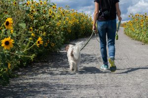 Πώς η βόλτα με το σκύλο μπορεί να βλάψει την υγεία σου – Οι παθήσεις και η σωστή πρόληψη 