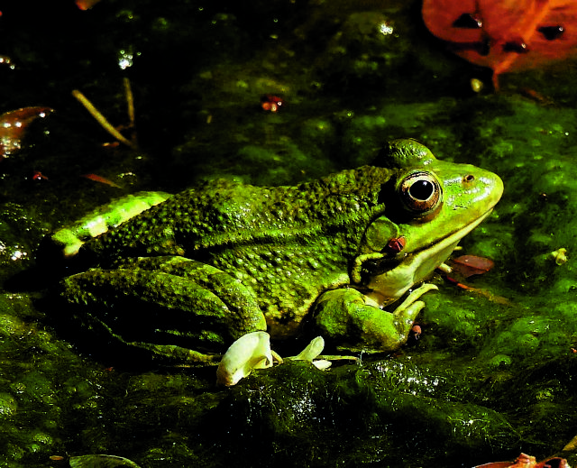 Ανακαλύφθηκε νέο είδος δηλητηριώδους βατράχου: Είναι μόλις 15 χιλιοστά