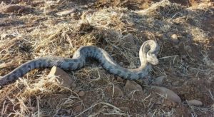 Πάτρα: Σε κρίσιμη κατάσταση 50χρονος μετά από δάγκωμα οχιάς – Υπέστη αιμορραγικό σοκ