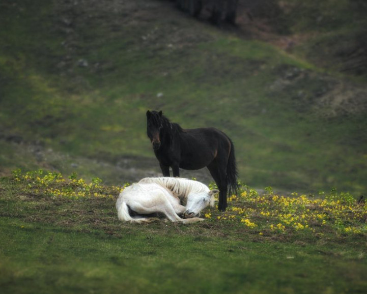 Ημέρα Natura 2000 – Όταν η Ευρώπη… γιορτάζει τη φύση [εικόνες]