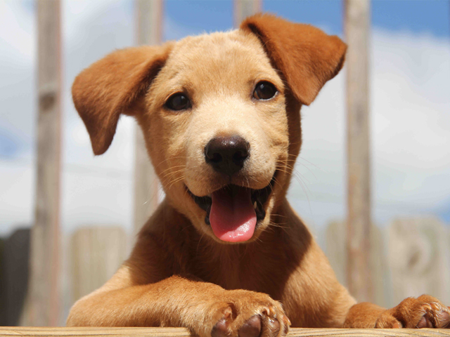 Ένδειξη χαράς ή κάτι άλλο; Γιατί το κουτάβι τρέχει σαν τρελό μέσα στο σπίτι