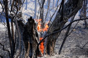 «Προβληματίζει» ΕΛ.ΑΣ και Πυροσβεστική ο Τούρκος εμπρηστής