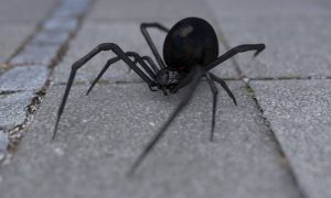 Τσίμπημα από αράχνη «μαύρη χήρα» δέχθηκε 35χρονος στη Λευκάδα