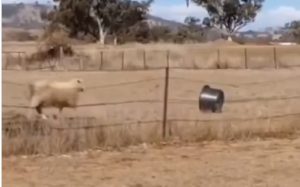 Δείτε το βίντεο: Κριάρι… τα βάζει με λεκάνη και γίνεται viral