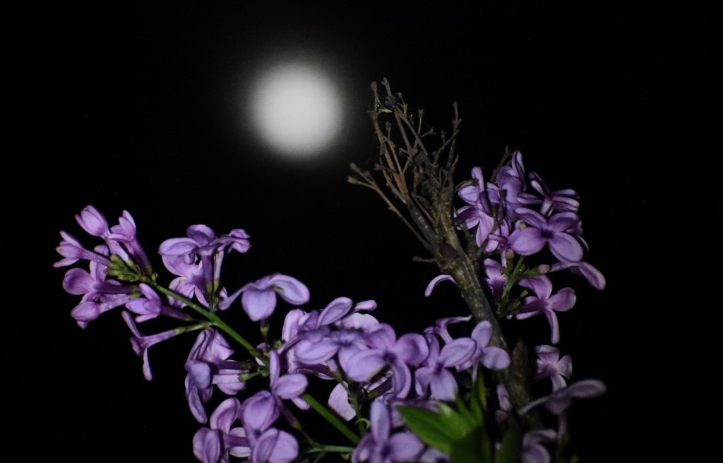 «Φεγγάρι των Λουλουδιών»: Πότε θα απολαύσουμε την Πανσέληνο του Μαΐου στον νυχτερινό ουρανό