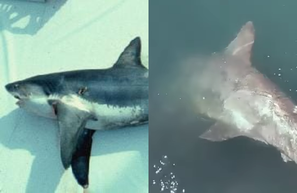 Συναγερμός στο λιμάνι του Βόλου: Βρέθηκε καρχαριοειδές μήκους 3,5 μέτρων