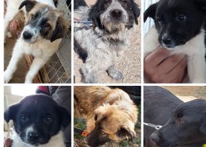 Θέλετε να βάλετε στη ζωή σας ένα σκυλάκι; Έξι πανέμορφα κουταβάκια αναζητούν σπίτι