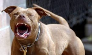 Μαρτυρία σοκ για την επίθεση του πίτμπουλ: «Κομμάτιασε το σκυλάκι και η γυναίκα μπήκε στο χειρουργείο»