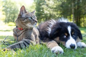Σκύλος και γάτα: Τι πρέπει να γνωρίζετε για τη χορτοφαγία