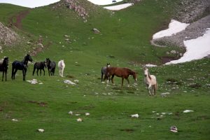 Μυστήριο στην Καρδίτσα με την εξαφάνιση 60 αλόγων