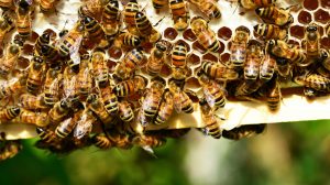Επιβάτες ΙΧ δέχτηκαν επίθεση από μέλισσες στη Μυτιλήνη – Πληροφορίες για άτομο χωρίς αισθήσεις