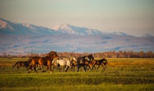 Τα σενάρια για την μυστηριώδη εξαφάνιση 60 αλόγων από την Καρδίτσα
