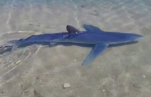 Δείτε το βίντεο: Καρχαριοειδές εντοπίστηκε στη μαρίνα της Γλυφάδας