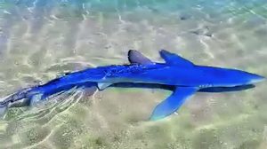 Γαλάζιος καρχαρίας στη Γλυφάδα