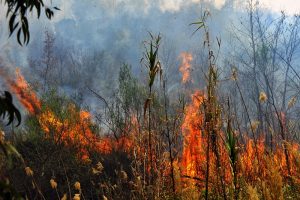Συναγερμός για πυρκαγιά στην Αγία Τριάδα Βοιωτίας – Στη μάχη της κατάσβεσης και εναέρια μέσα