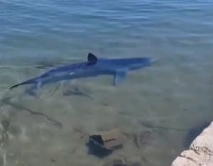 Γλυφάδα: «Υπάρχουν καρχαρίες στις ελληνικές θάλασσες, δεν υπάρχει λόγος για πανικό»