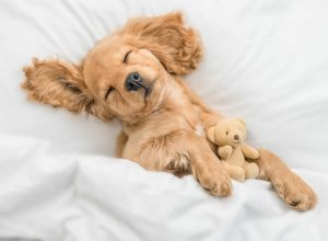 Μήπως έχει έρθει η ώρα να πάψετε να συμπεριφέρεστε στον σκύλο σας σαν να είναι παιδί σας;