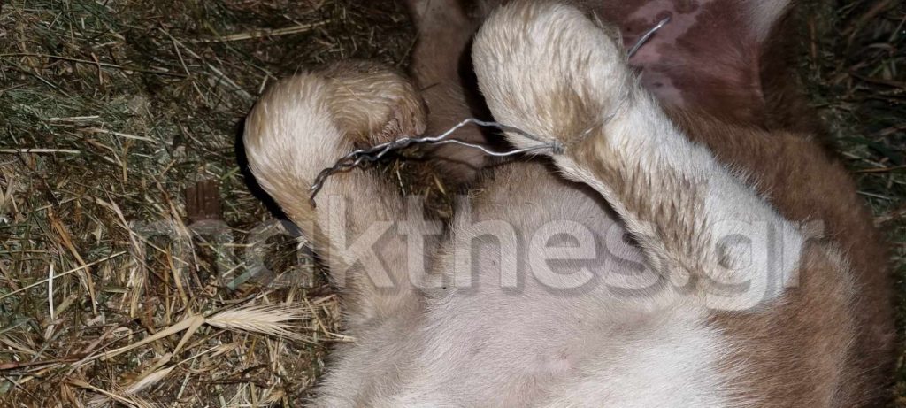 Σοκαριστικές εικόνες: Έδεσαν με σύρμα σκύλο και τον άφησαν στον δρόμο στη Χαλκιδική