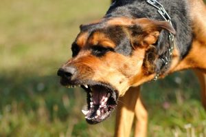 Νέα Σμύρνη: Σκύλος δάγκωσε στο κεφάλι βρέφος 11 μηνών