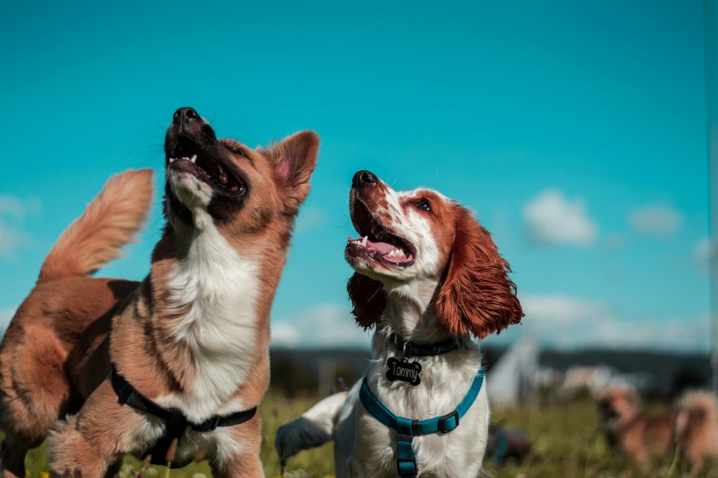 Viral βίντεο: Η στιγμή που δύο σκυλιά βοηθούν την ιδιοκτήτριά τους ενώ παθαίνει κρίση επιληψίας