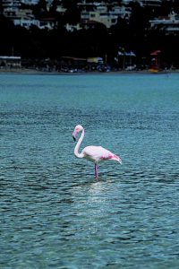 Φλαμίνγκο και ροζ δροσερές εικόνες…