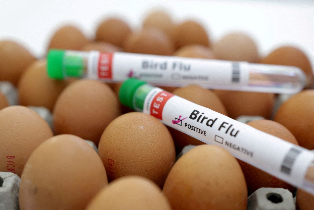 Γρίπη των πτηνών: 9 ερωταπαντήσεις λύνουν όλες τις απορίες – Τι πρέπει να προσέχουμε