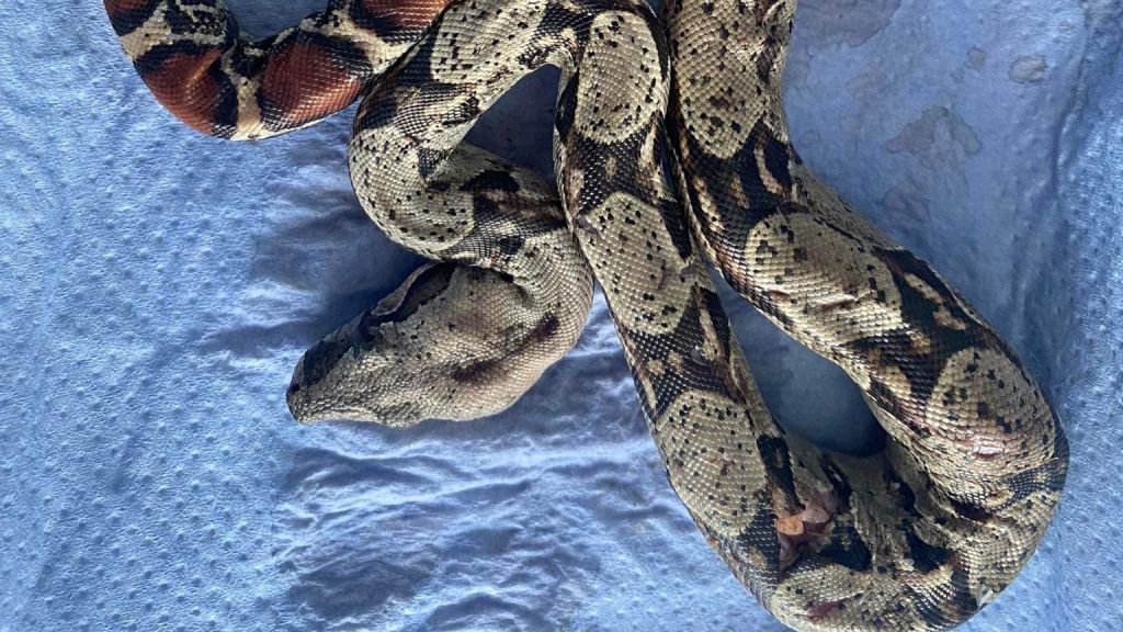 Λάρισα: Σοκ για 40χρονο – Βρήκε φίδι στην μπανιέρα του