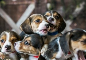 ΗΠΑ: Πρόστιμο μαμούθ 35 εκ. δολαρίων – Εξέτρεφαν σκυλιά σε άθλιες συνθήκες και τα έδιναν για ιατρικές δοκιμές